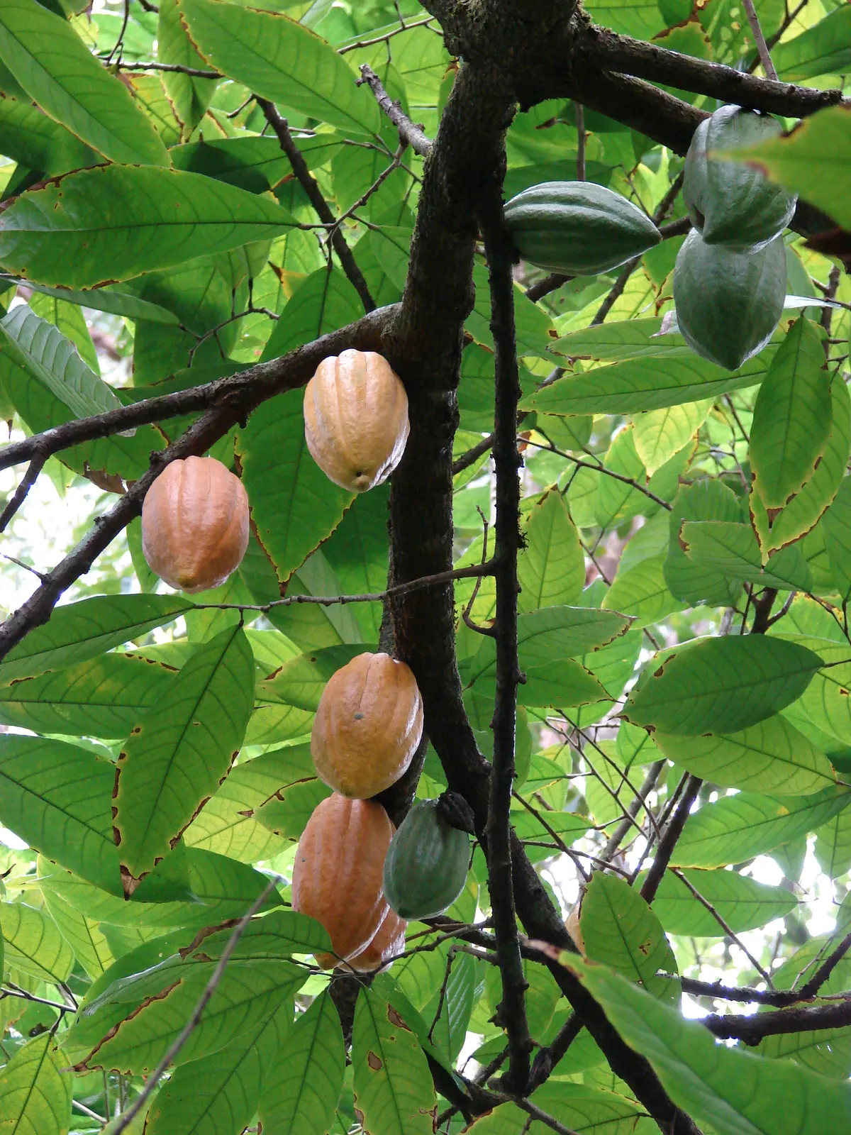 Cacao pods, some orange and some green, hanging from the trunk and branches of a cacao tree among broad leaves