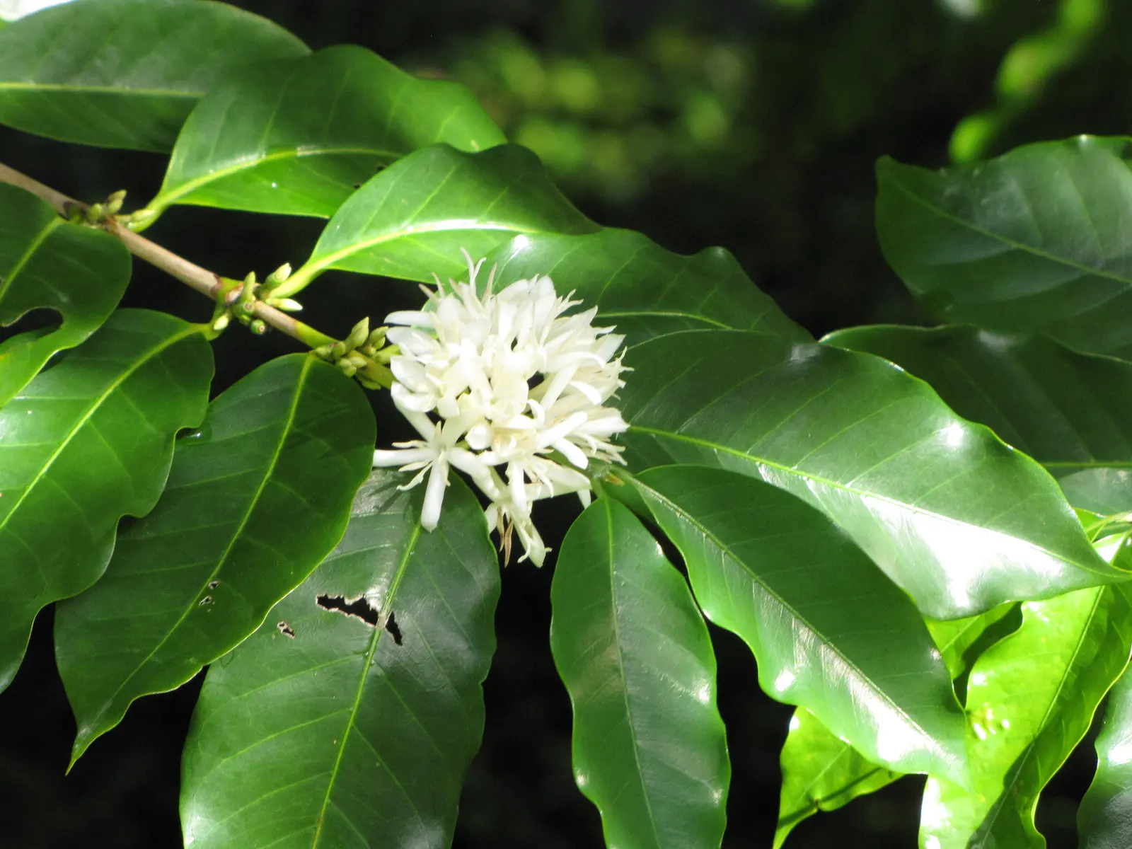 Arabian coffee branch with a cluster of white, star-shaped flowers among glossy, dark green leaves