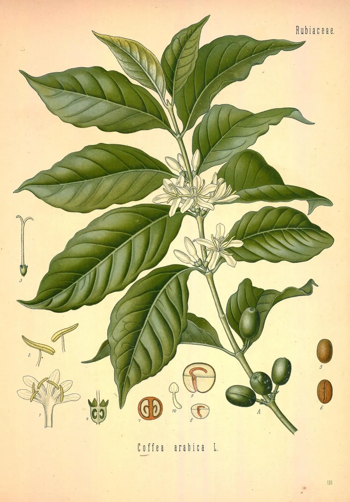 Köhler plate of Arabian coffee: branch with white flowers, leaves and green fruit, with the seeds shown whole and cut open