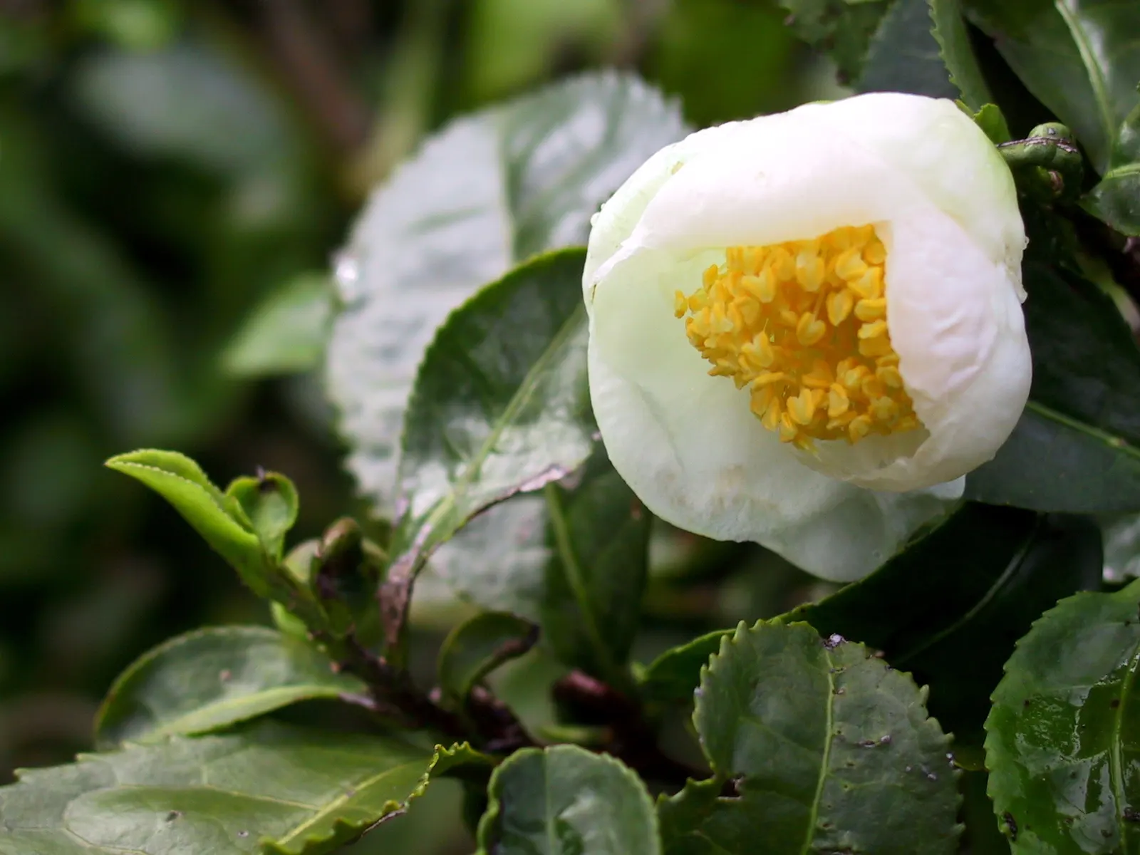 A white tea flower, half open, with a dense ring of yellow stamens, beside toothed, glossy tea leaves