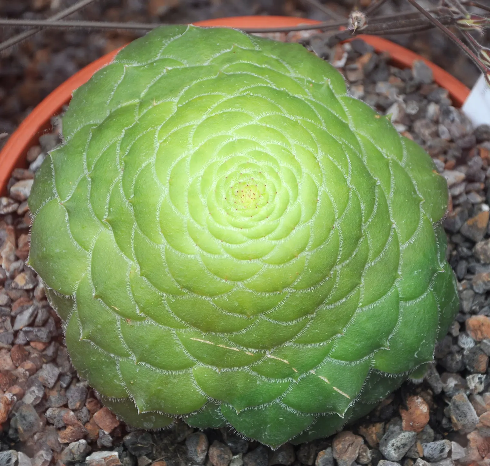 Aeonium rosette from above: flat green leaves packed in crossing spiral rows around the centre