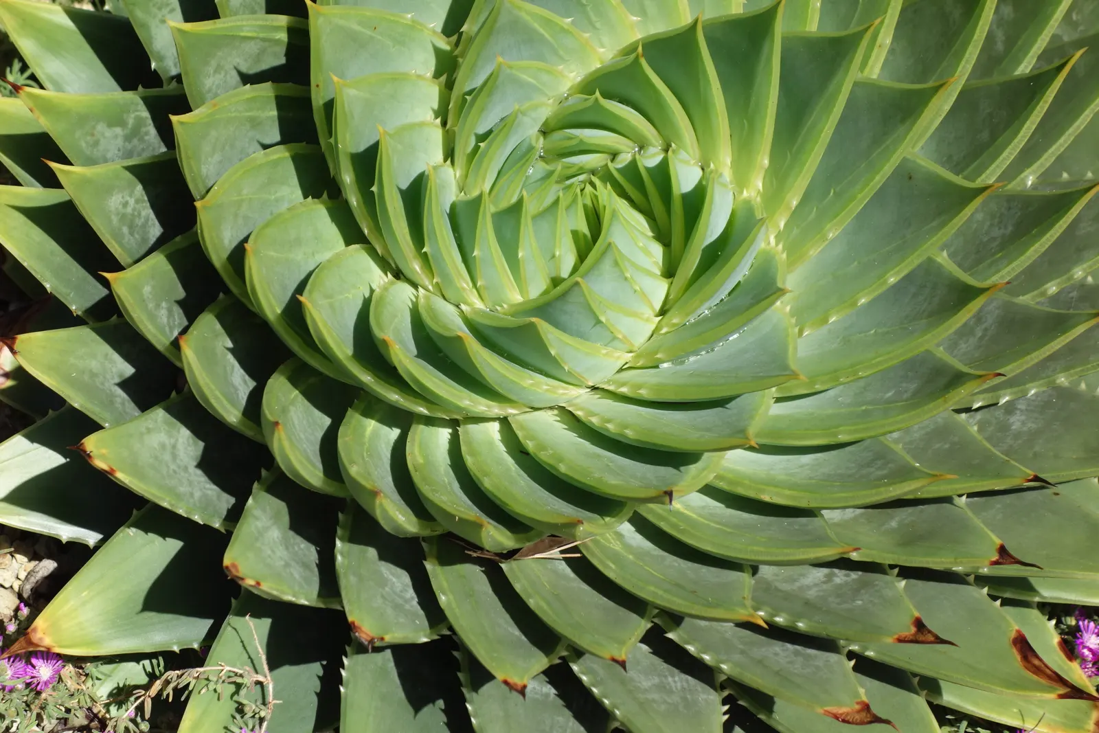 Aloe polyphylla rosette from above: grey-green leaves set in crossing spirals around the centre