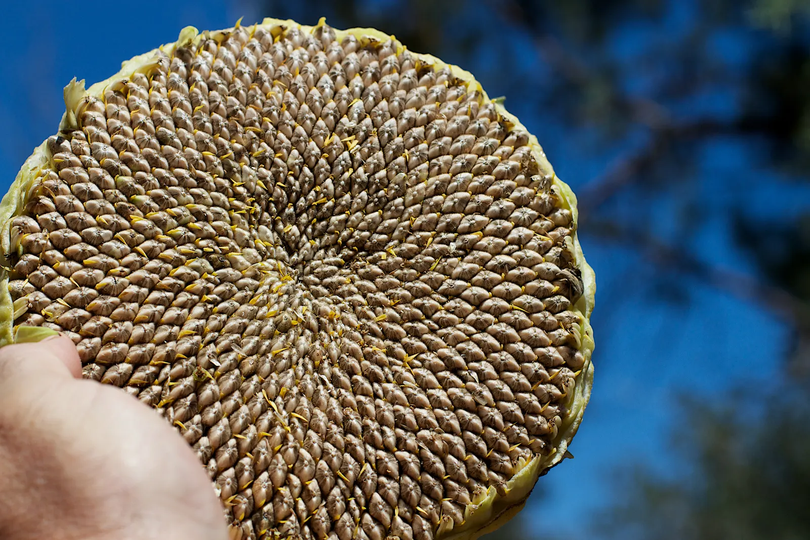 Ripe sunflower head held in a hand, its seeds packed in two sets of crossing spiral rows