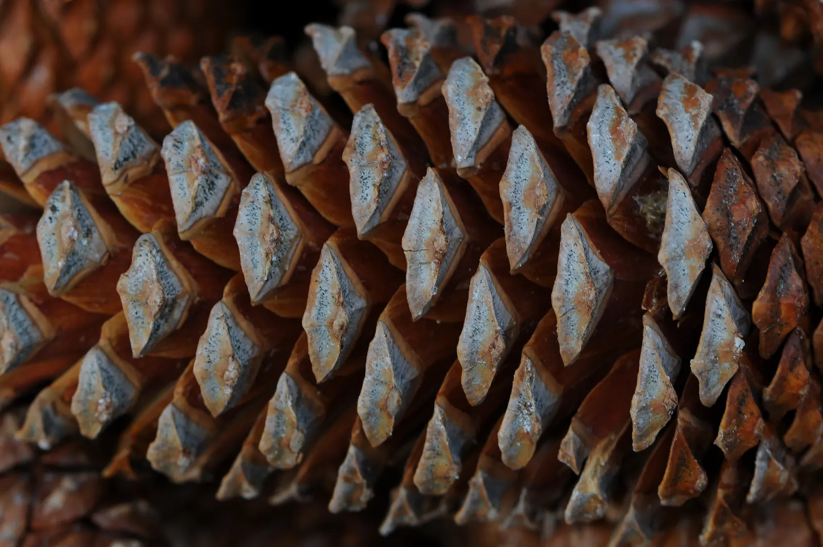 Pine cone close-up: woody scales with pale tips set in rows that slope across the cone