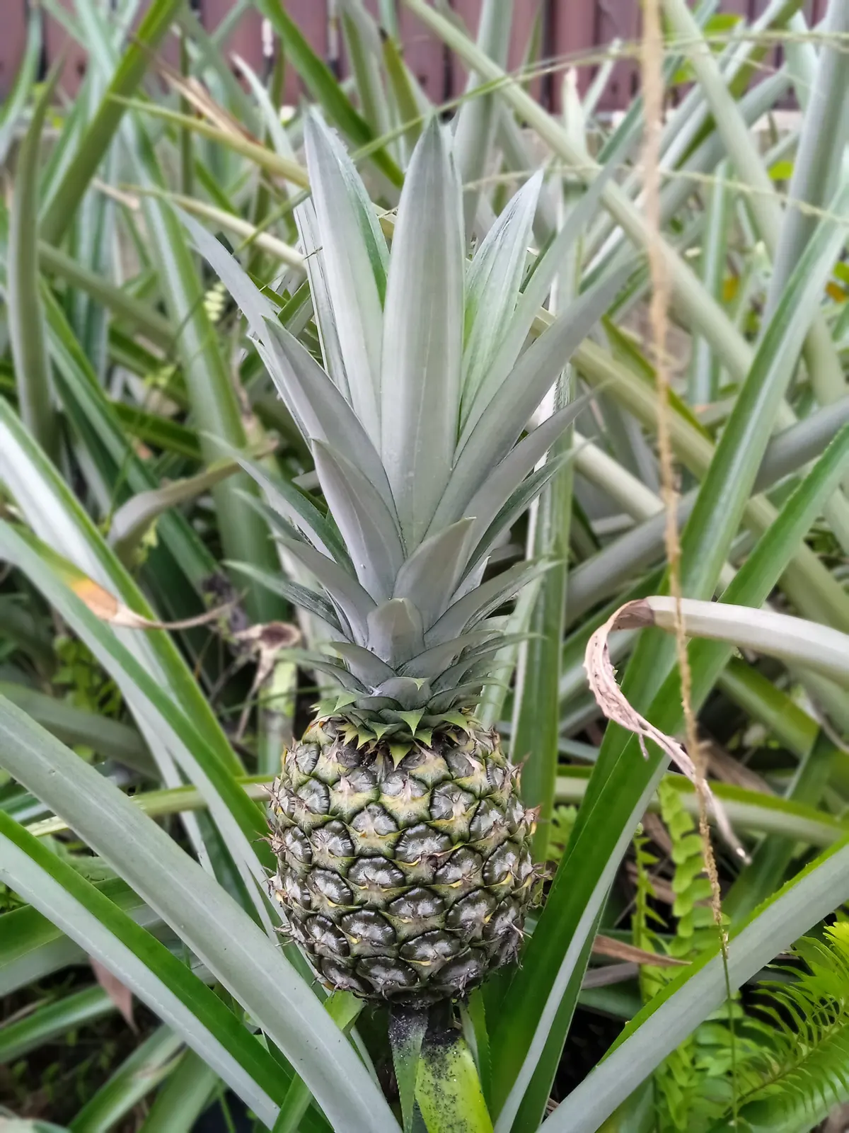 Green pineapple on its plant, the fruitlets set in rows sloping left and right under a crown of leaves