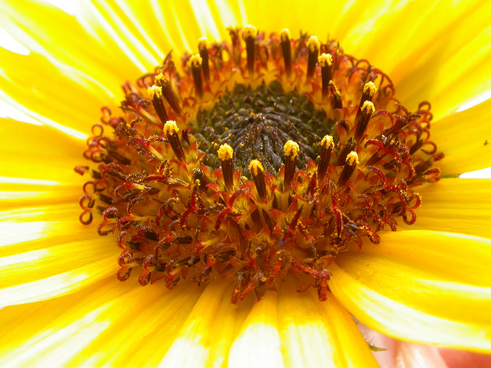 Sunflower close-up: bright yellow ray florets around a dark disc crowded with small disc florets