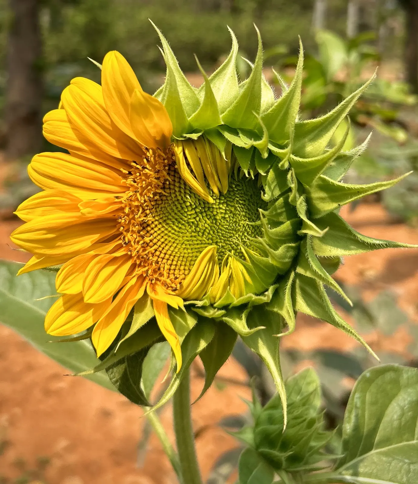 Sunflower head opening: outer disc florets in flower, centre still in bud, a few yellow ray florets beside green bracts