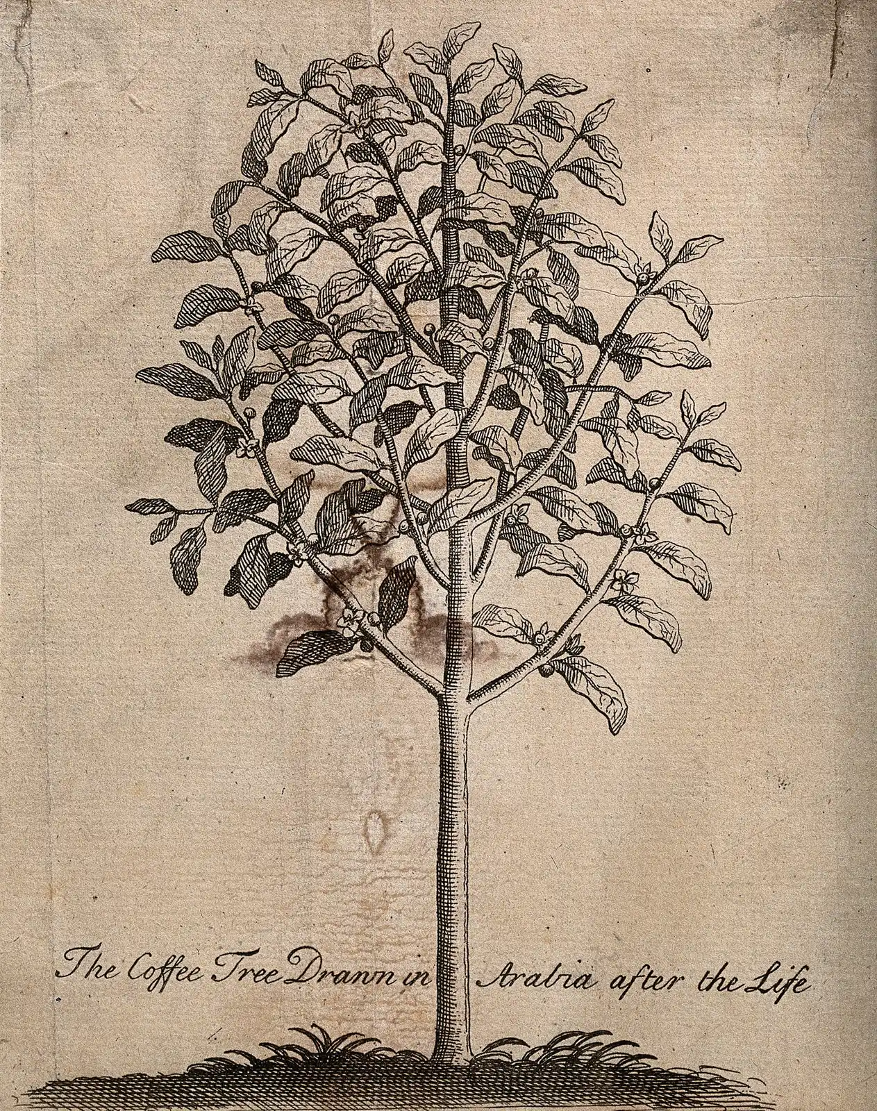 Engraving of a young coffee tree on one straight trunk, lettered as drawn in Arabia from life