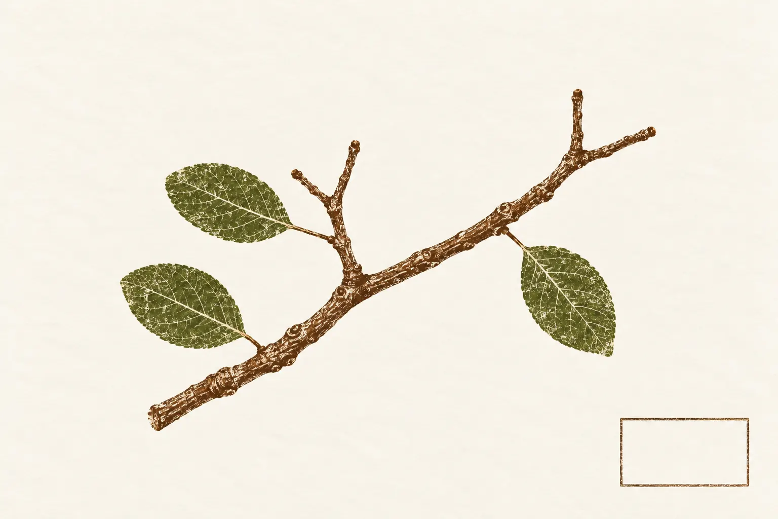 Illustration: a pressed twig printed flat, forking in two and then again; a plant's branching, not a phylogenetic tree