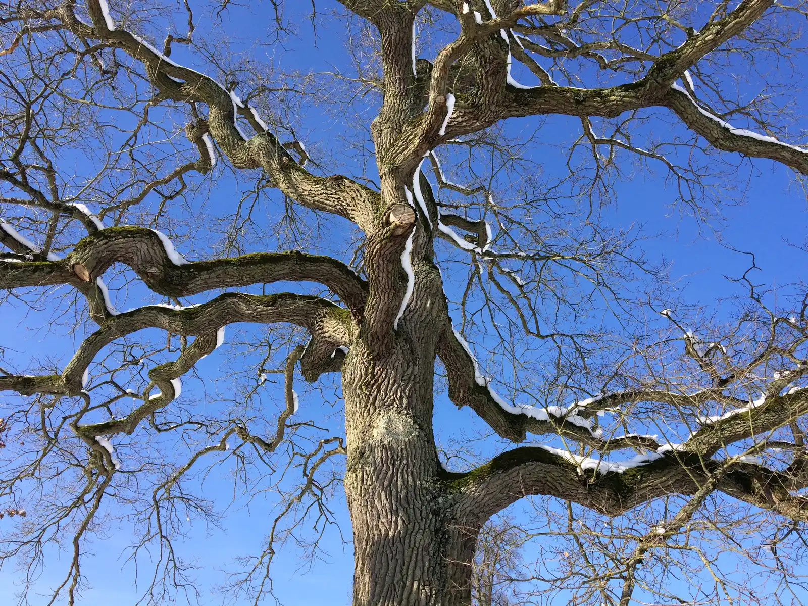 Bare oak crown in winter, snow lining branches that fork again and again against a blue sky