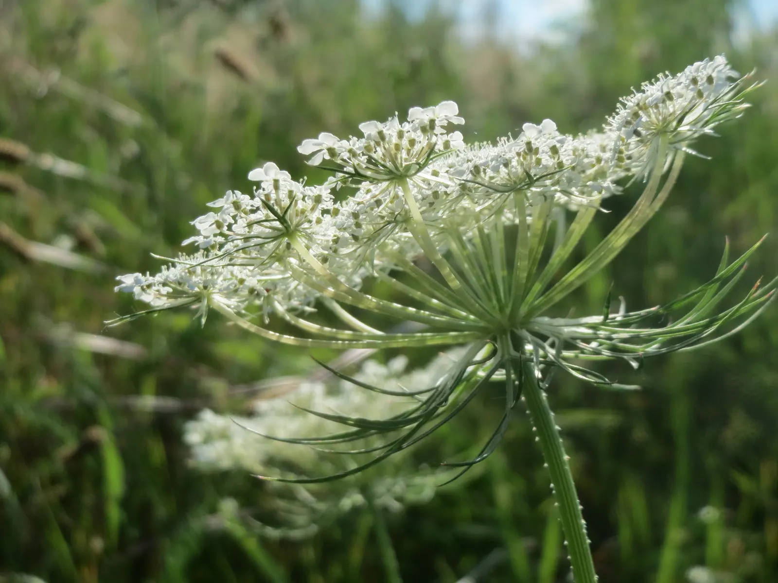Underside of a wild carrot umbel: many rays spread from one point above a ring of long, narrow, divided bracts