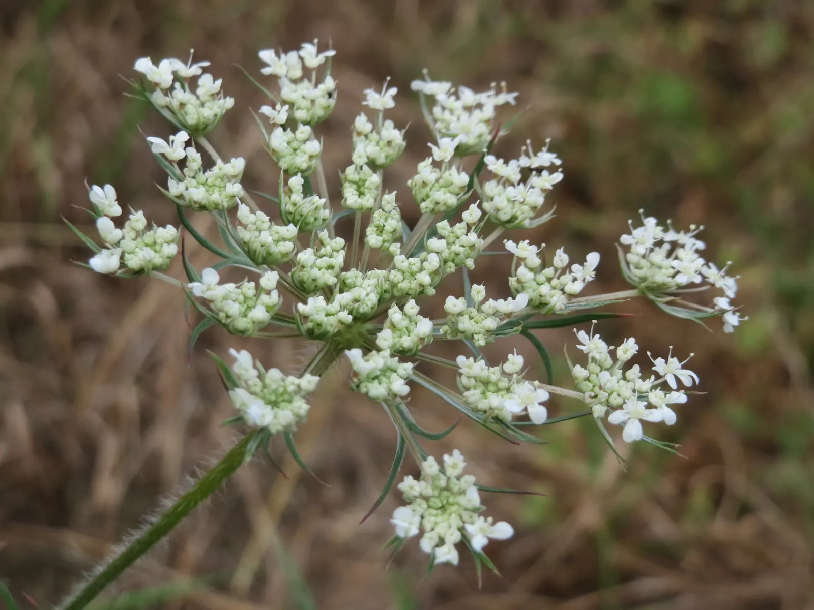 Wild carrot seen from above: rays spread from one point, each ending in a small rounded cluster of white flowers