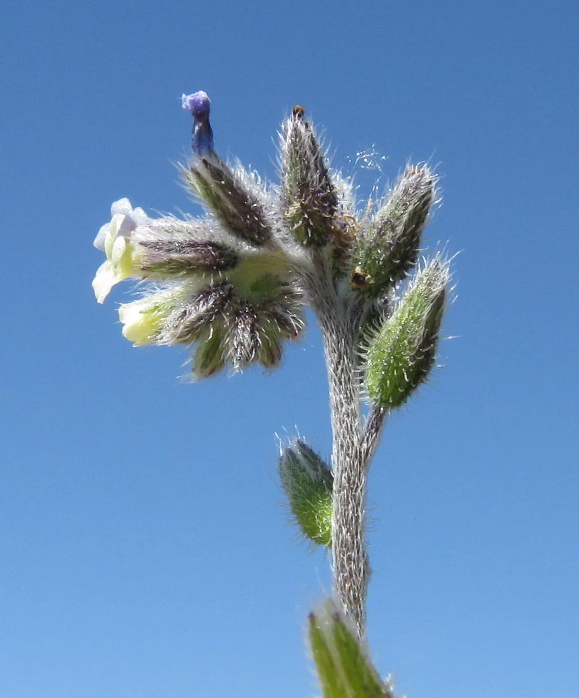 Changing forget-me-not flower cluster: a coiled tip of hairy buds, with small pale flowers open below it