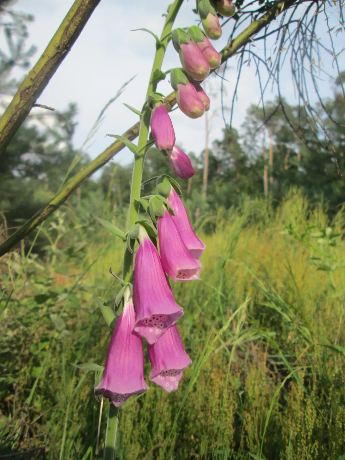 Foxglove stem with open pink tubular flowers at the bottom and closed buds toward the top of the raceme