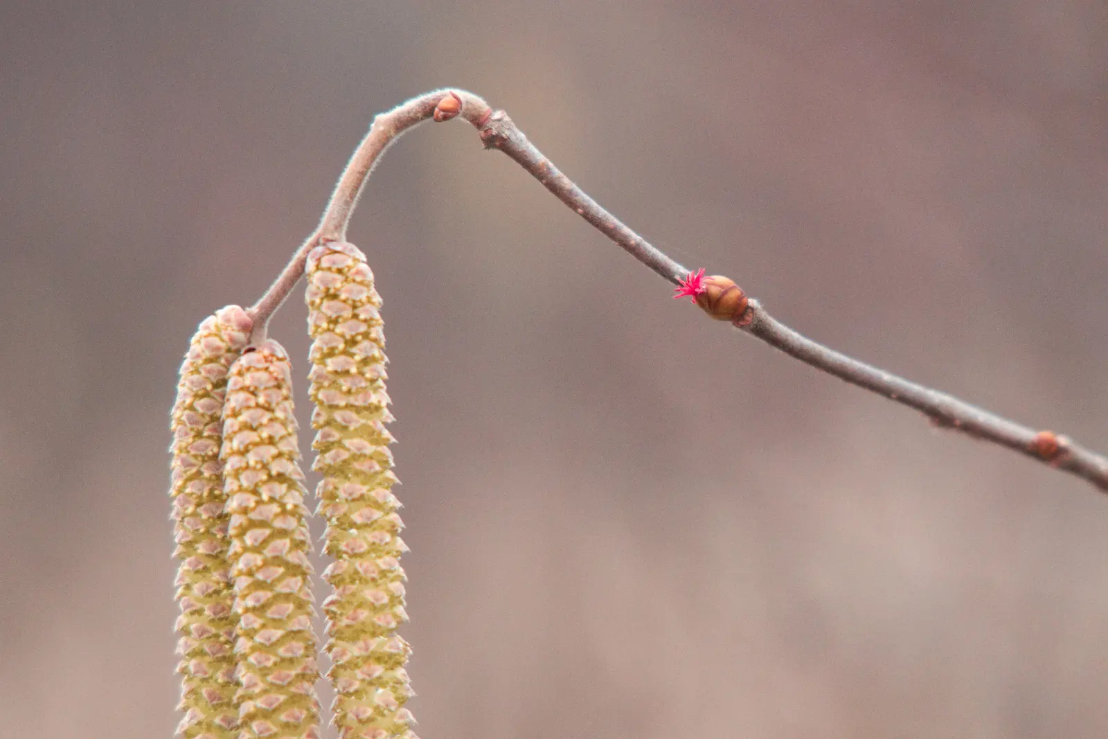 Common hazel twig with three hanging yellow male catkins and, on a bud, a female flower cluster showing red styles