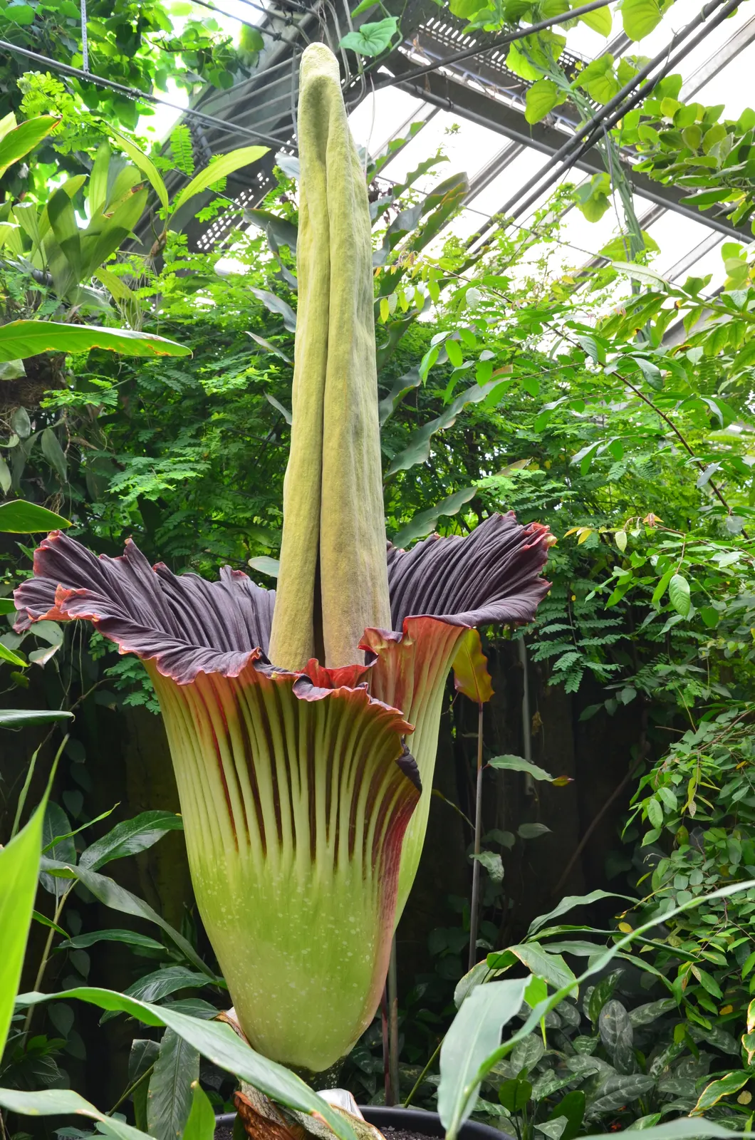 Titan arum inflorescence: a tall pale spadix rising from one frilled, maroon-lined spathe, among greenhouse leaves