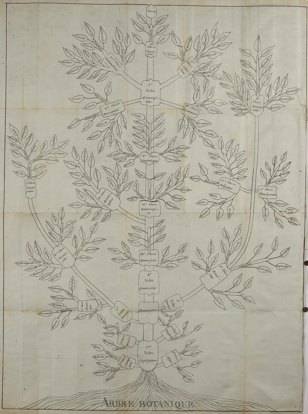 Augier's 1801 Arbre botanique, a plant classification tree with roots: fungi, mosses and ferns lowest, umbellifers on top