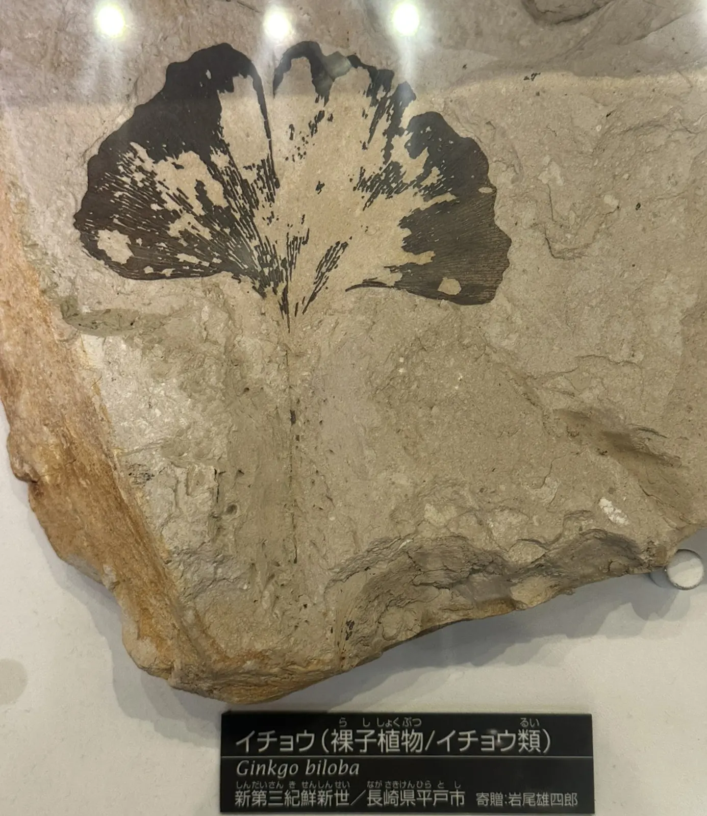 Fossil fan-shaped leaf of the living ginkgo, Ginkgo biloba, from Pliocene rocks of Nagasaki, Japan, beside its museum label