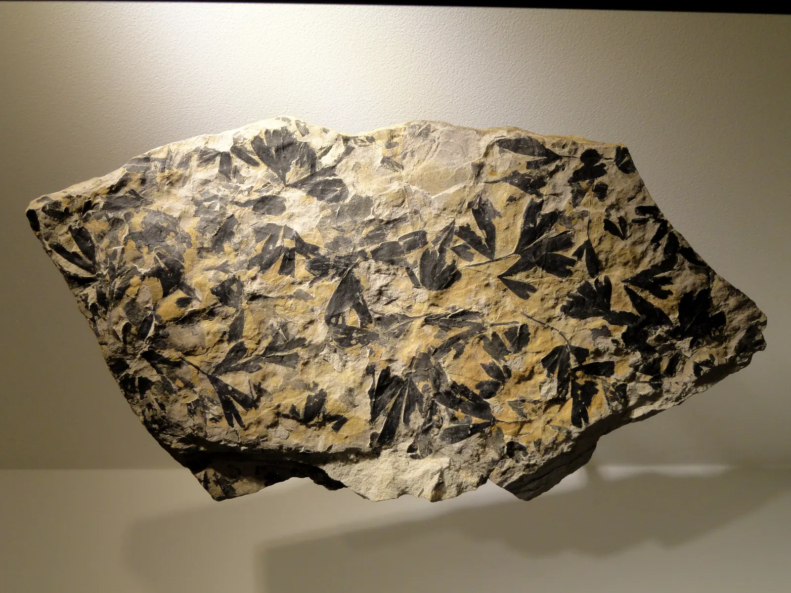 Middle Jurassic slab from Scarborough, England, with dark leaves of an extinct Ginkgo species, not the living ginkgo