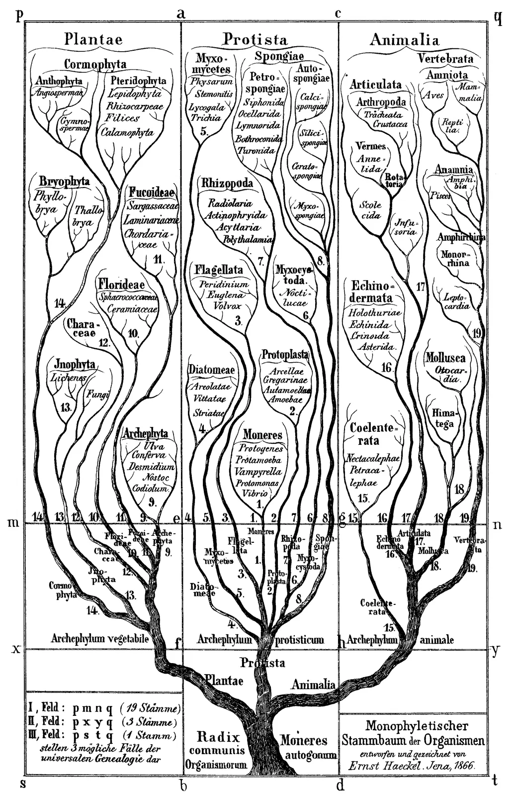 Haeckel's 1866 tree of life in three columns, Plantae, Protista, Animalia, with seed plants drawn at the top of the plants