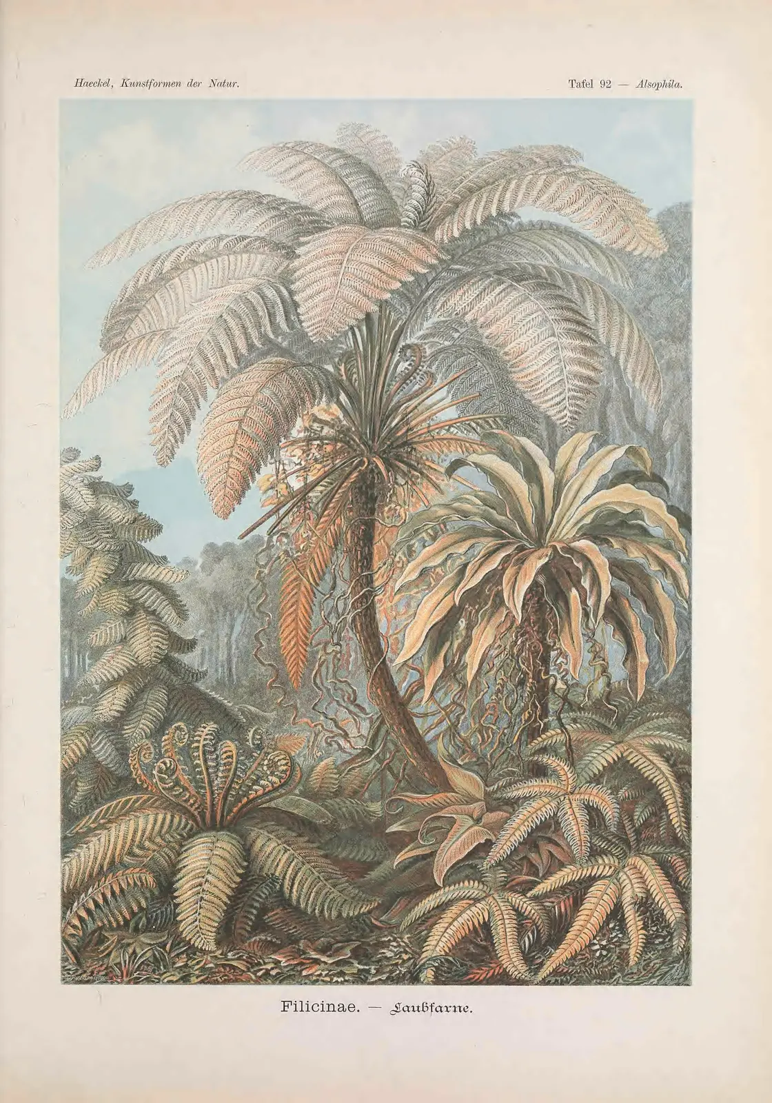 Ernst Haeckel's plate of tree ferns: one living branch of the plant tree, drawn as a forest of fronds