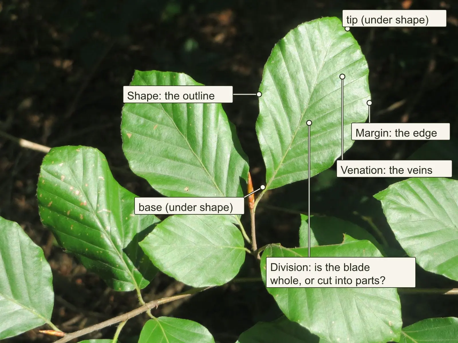 Beech leaf labelled with the four word classes of leaf shapes: shape with tip and base, margin, venation, division