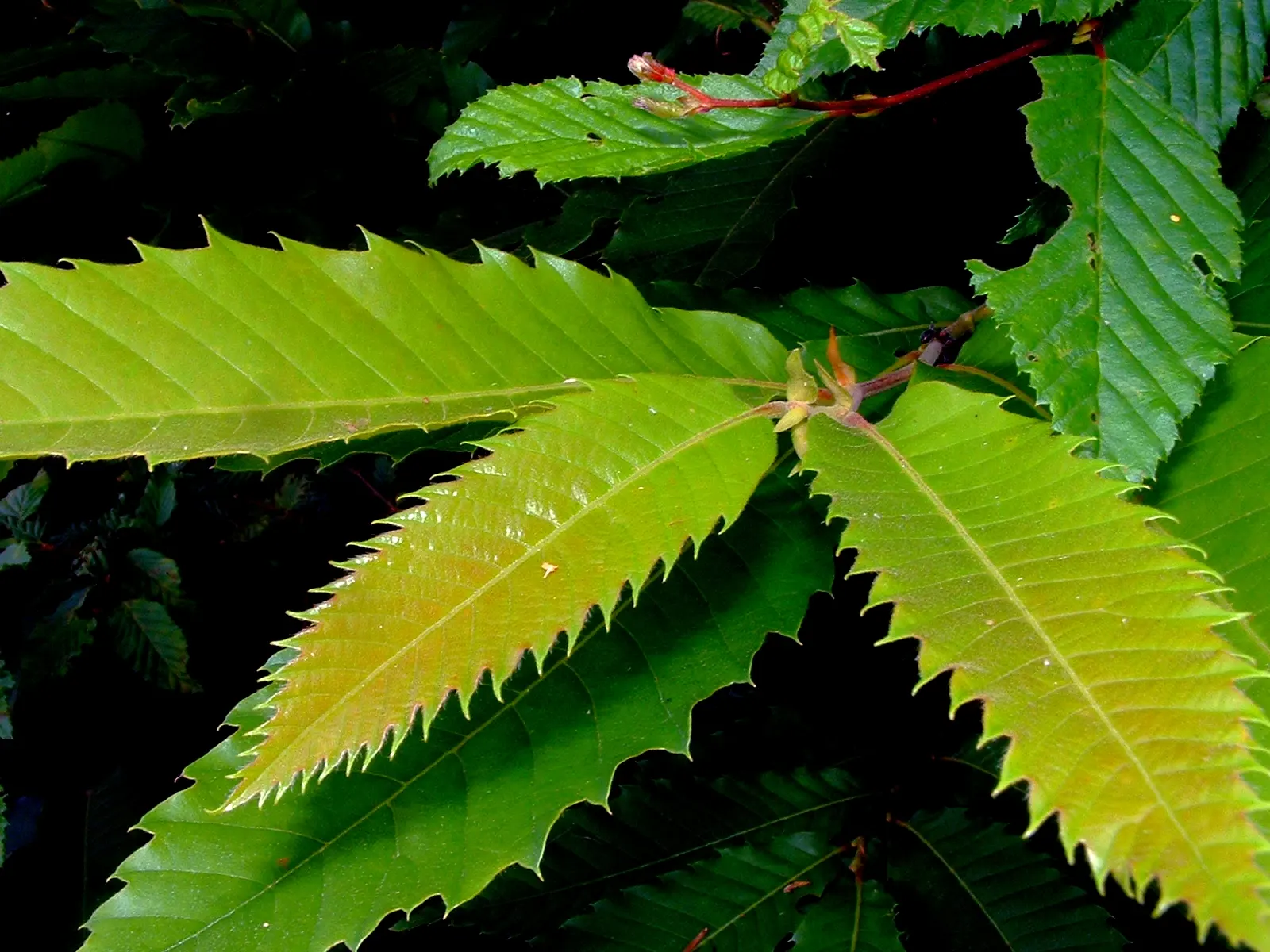 Sweet chestnut leaves on a dark background, one blade's edge running from stalk to tip