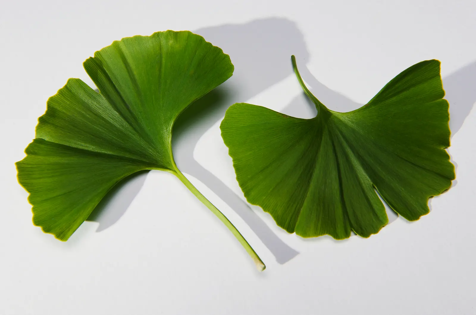 Ginkgo leaves: two fan-shaped blades on long stalks, fine veins spreading out from the base of each