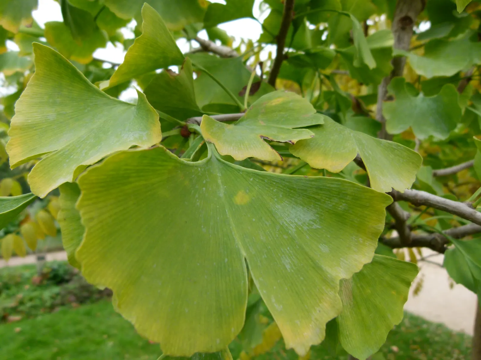 Ginkgo leaves on a branch: fan-shaped blades of several sizes, the largest split by a deep notch in its outer edge
