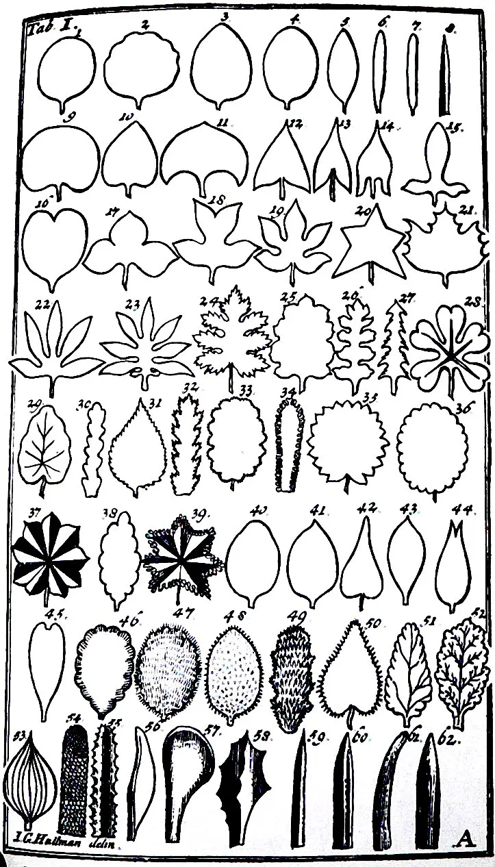 Linnaeus's 1751 plate of 62 numbered leaf outlines, from simple ovals to lobed, divided and toothed leaves