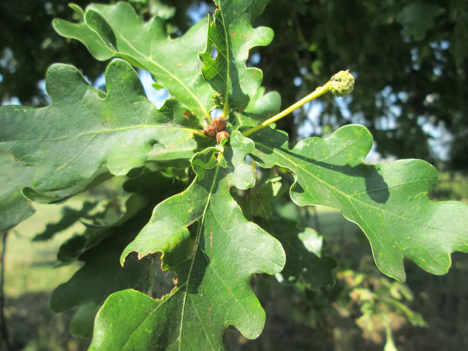 English oak leaves with rounded lobes along each side of the blade, and a twig carrying buds
