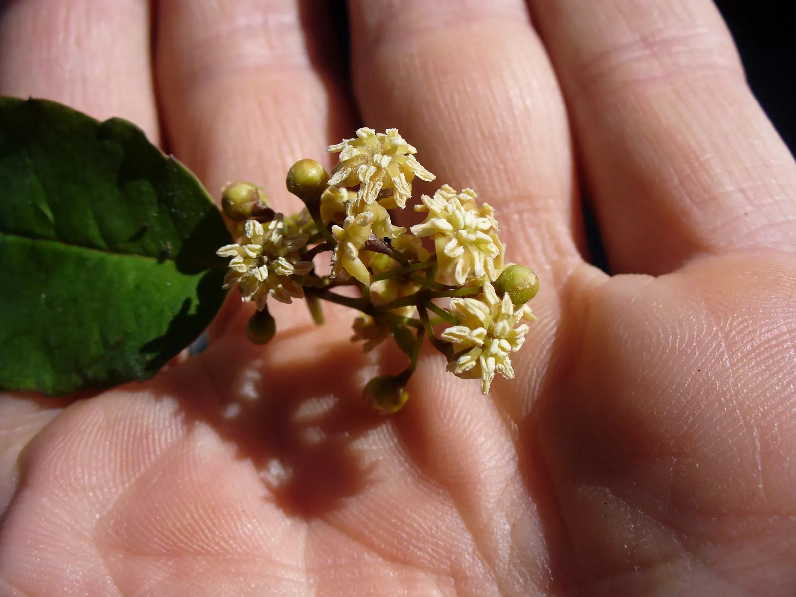 Amborella trichopoda: tiny cream flowers held in an open palm beside a leaf; the line is sister to all other flowering plants