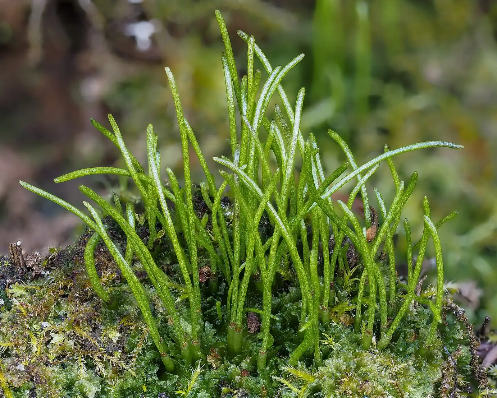 Hornwort Anthoceros fusiformis: many upright green horns, its spore capsules, rising from a mossy soil bank