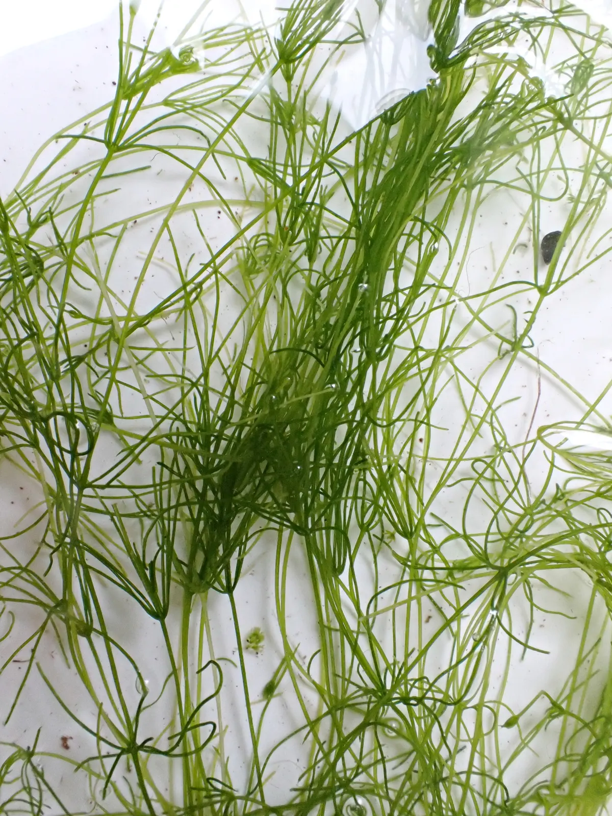 Stonewort Chara globularis in water: slender stems with whorls of thin branches at each node, a plant-like alga