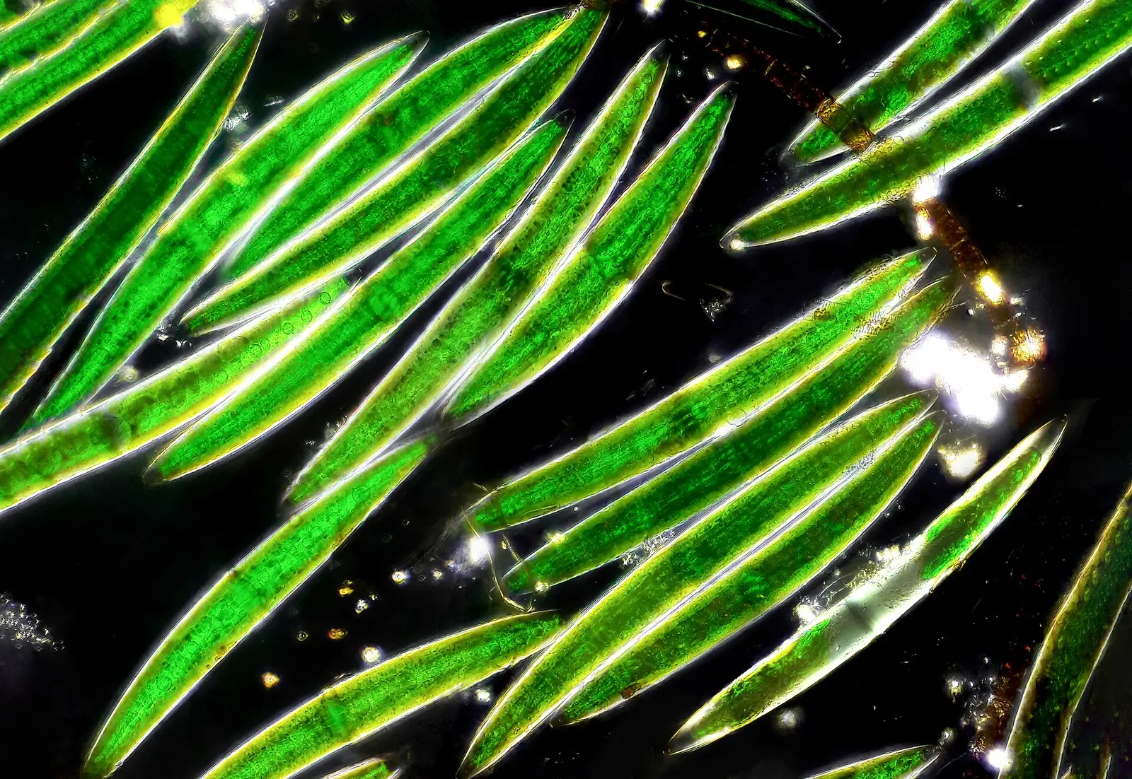 Crescent-shaped green cells of the conjugating alga Closterium, closest kin of land plants, glowing on a black background