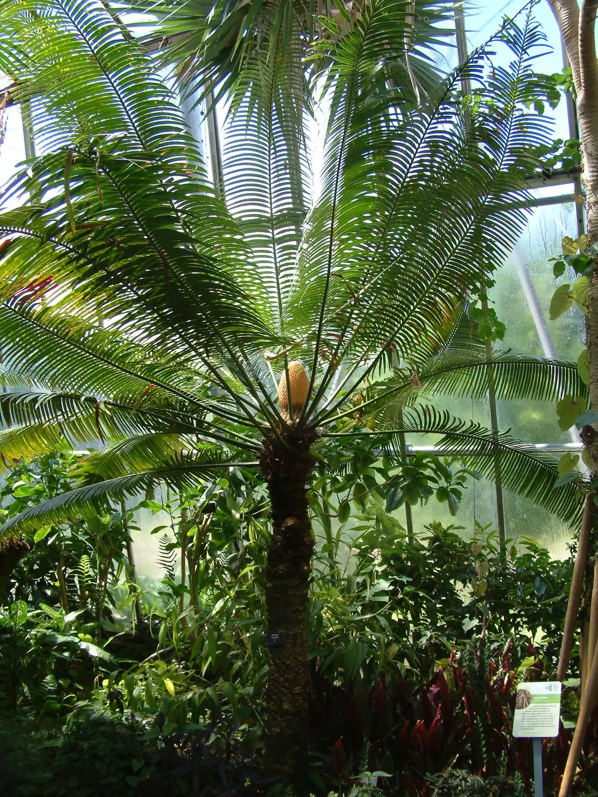 Cycad Cycas revoluta under glass: a large pale cone at the centre of a crown of long feathery leaves on a stout trunk