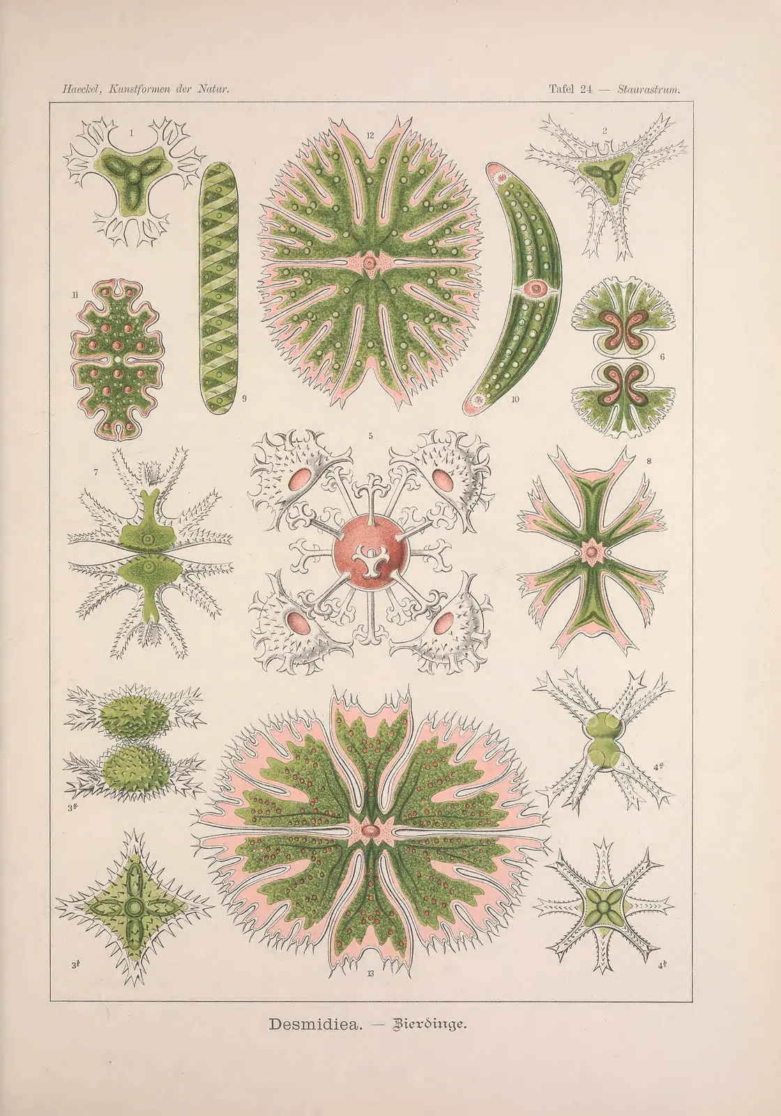 Haeckel's plate of desmids: symmetrical green cells drawn large, microscopic algae of the group closest to land plants