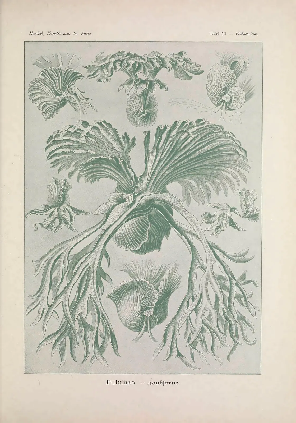 Haeckel's plate of ferns: forked, antler-like fronds drawn in grey-green, a fern branch of the tree