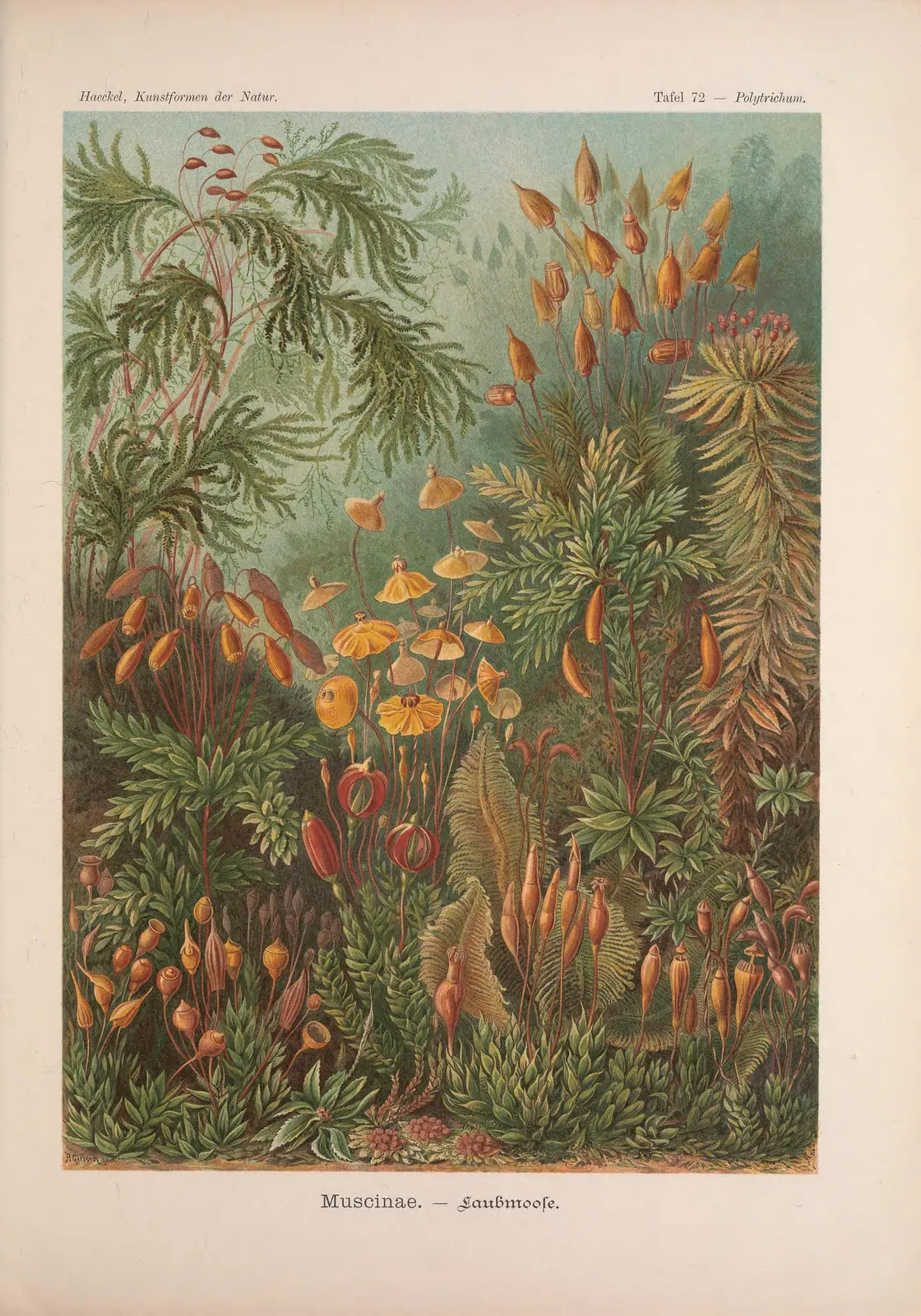 Haeckel's colour plate of mosses: leafy shoots topped by stalked spore capsules, one living branch of the land plants