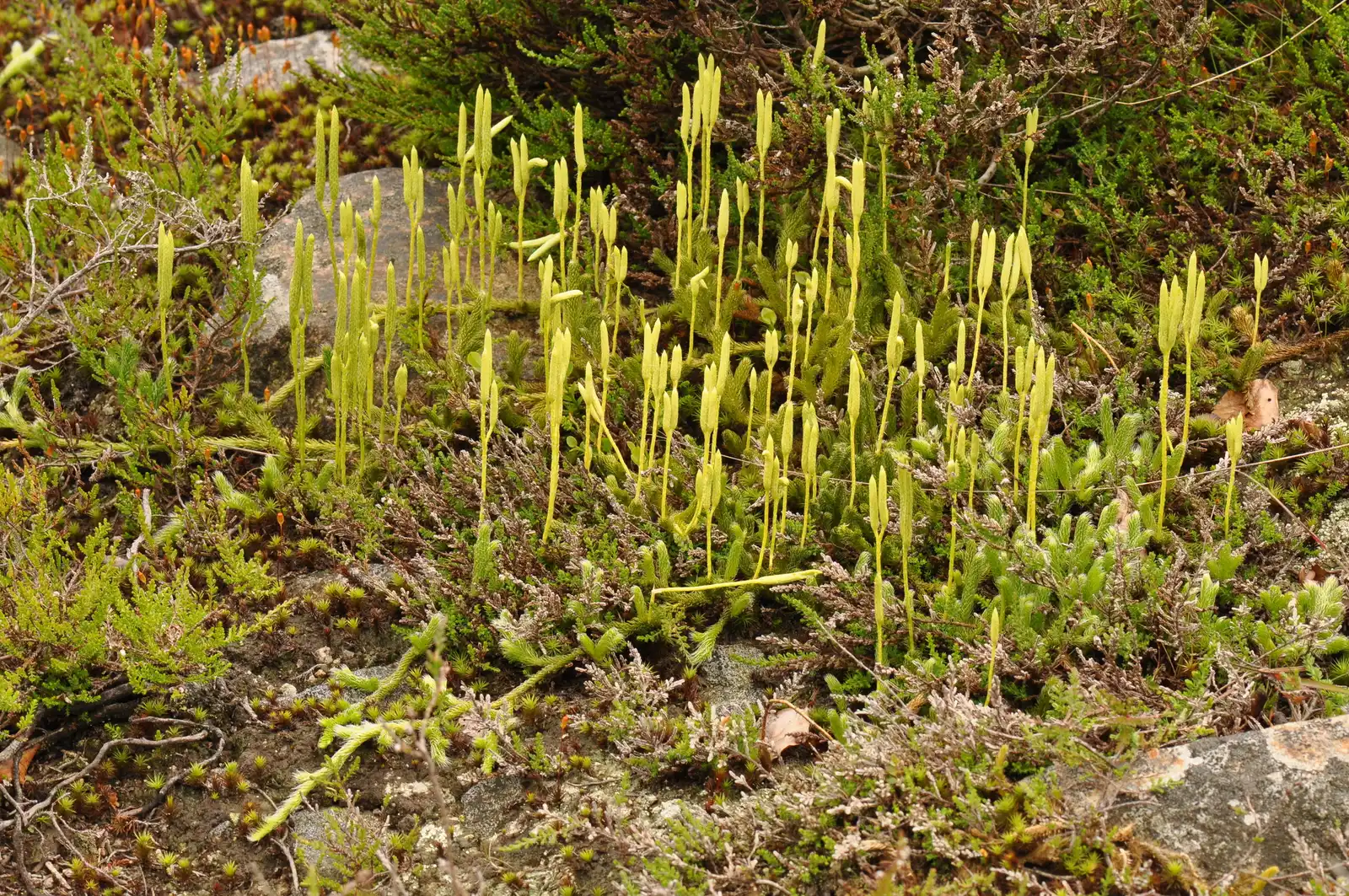 Stag's-horn clubmoss Lycopodium clavatum, a lycophyte: pale upright spikes on stalks above creeping leafy stems