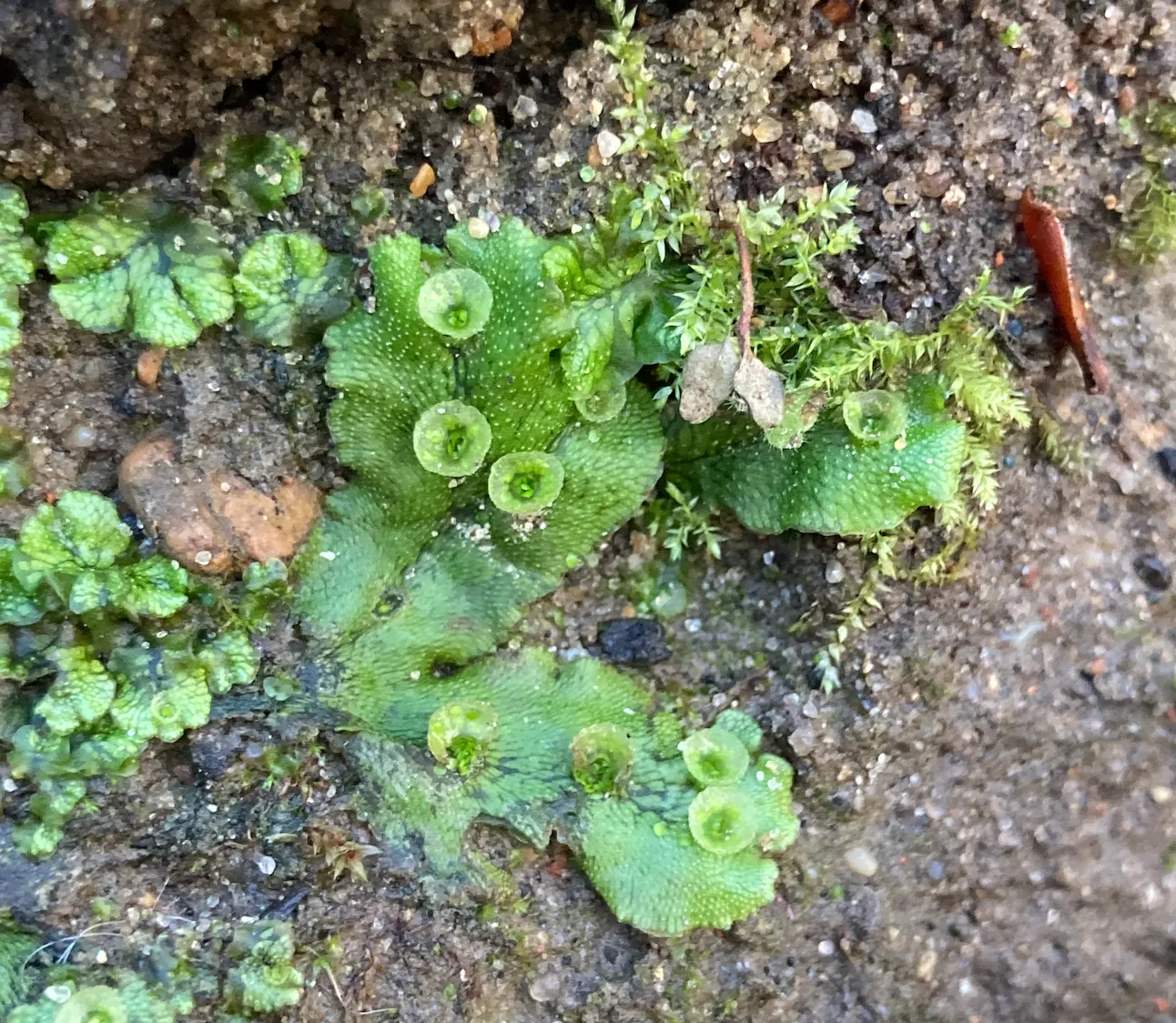 Liverwort Marchantia polymorpha: flat lobed green thalli on soil with small cups on top, beside a few moss shoots