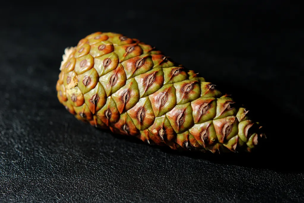 Pine cone with green and brown woody scales packed in spiral rows, the cone of a conifer