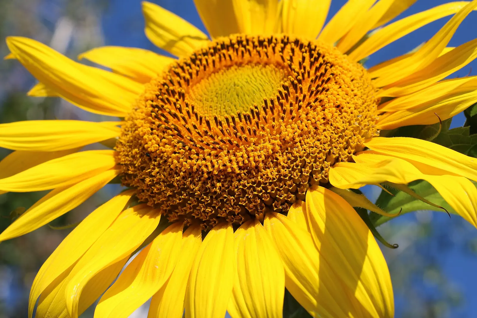Sunflower head, a member of the daisy family: a broad golden-brown disc ringed by long yellow rays against a blue sky