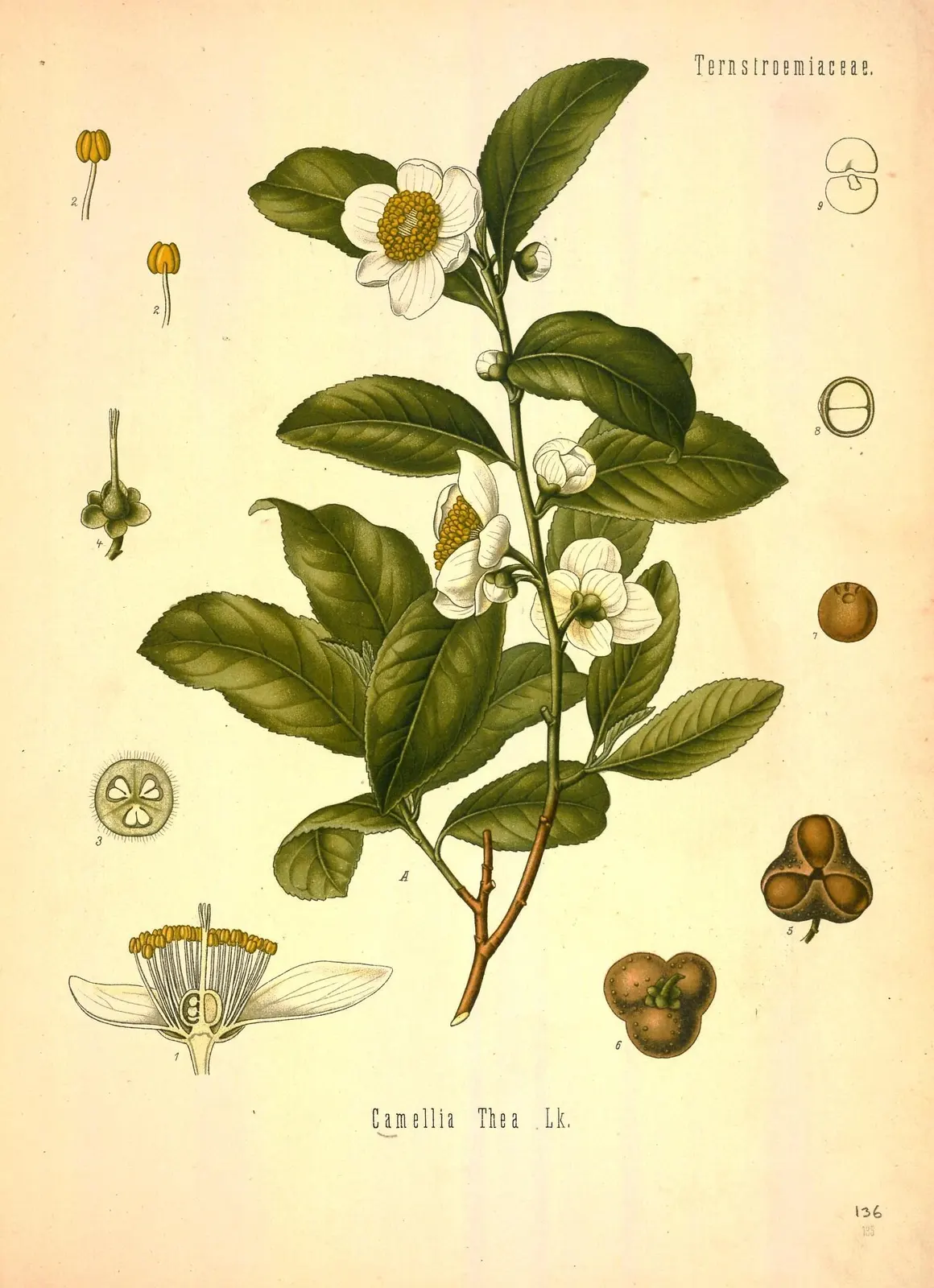 Köhler plate of the tea plant, labelled Camellia Thea: flowering branch with white flowers, toothed leaves, fruit and seeds