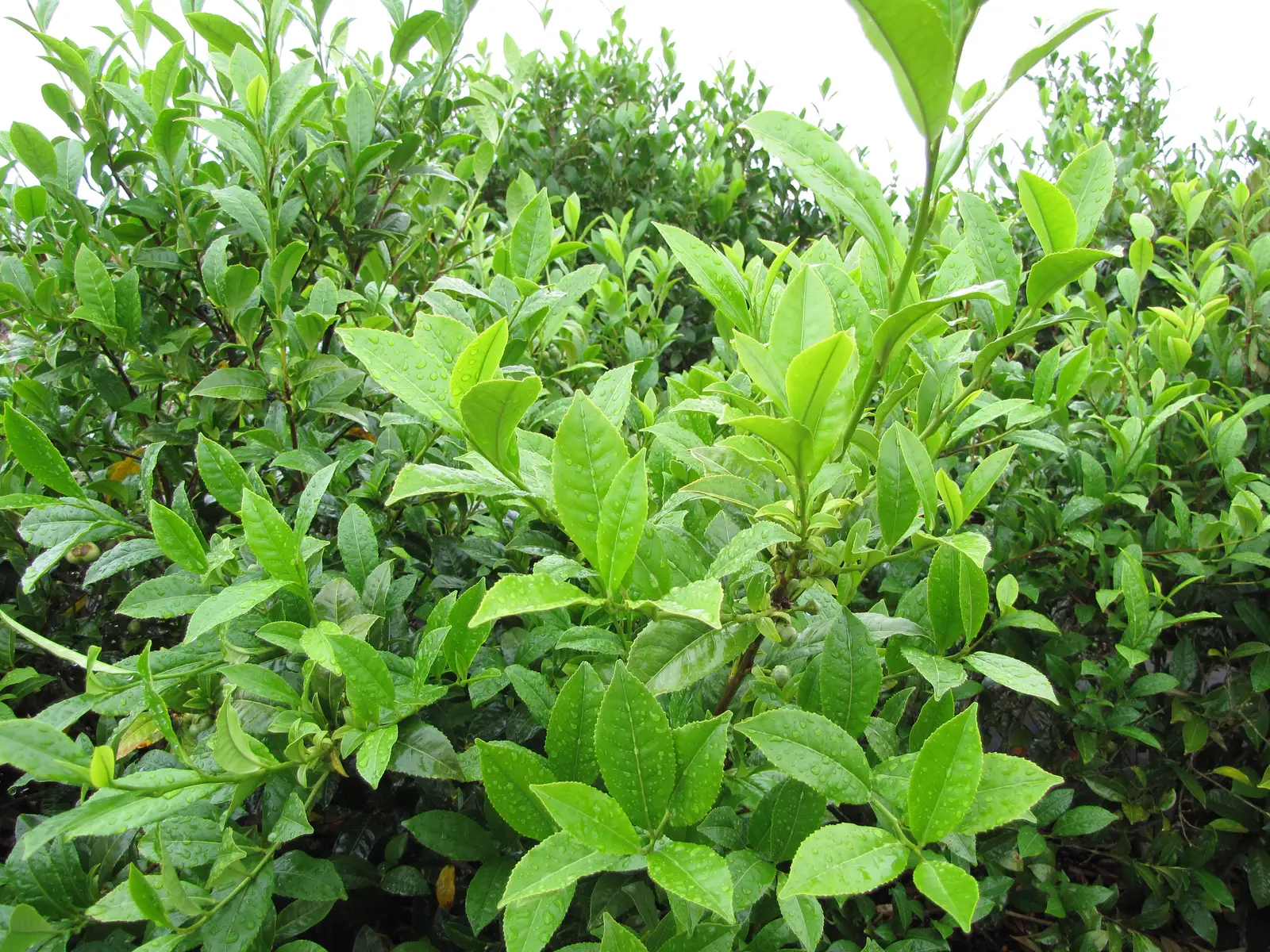 Tea plant leaves: glossy, pointed blades with small teeth along the edges, beaded with water, on a dense bush